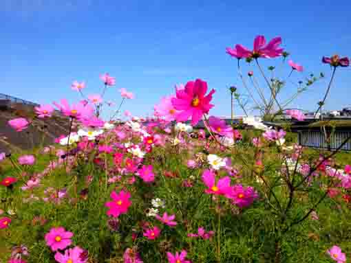 新中川河川敷に咲くコスモスの花1