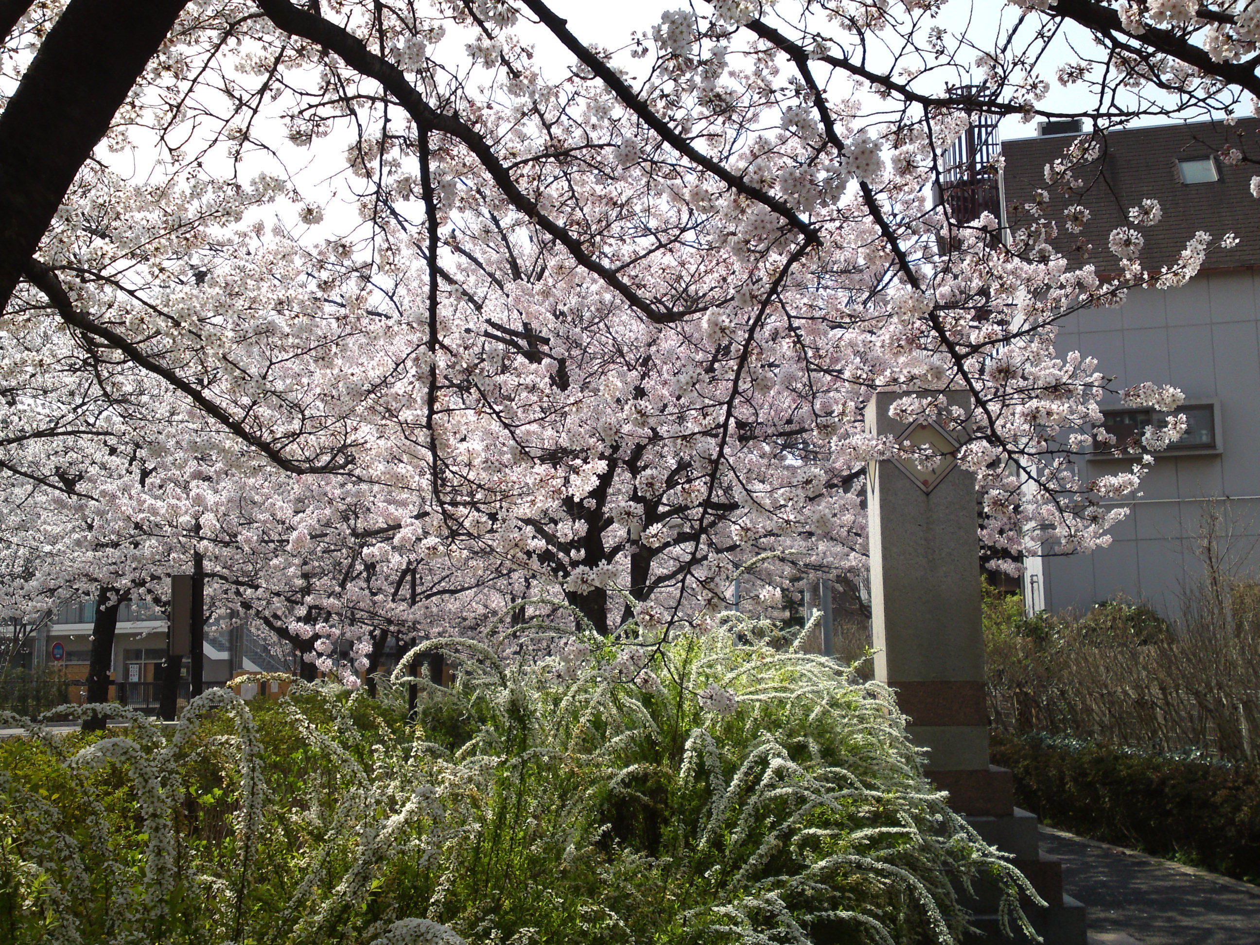 2018年篠田堀親水緑道を彩る桜の花々１