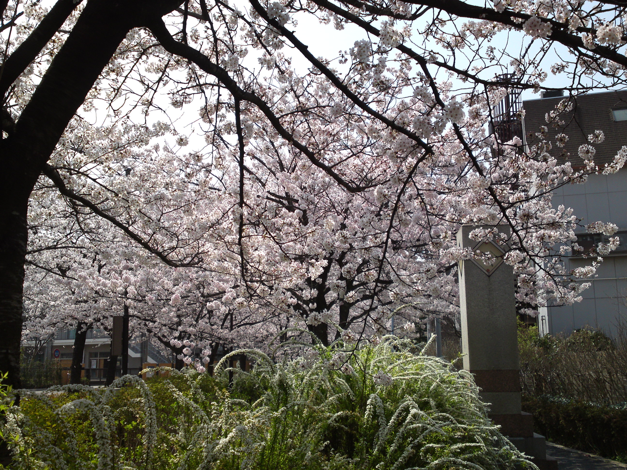 2018年篠田堀親水緑道を彩る桜の花々２