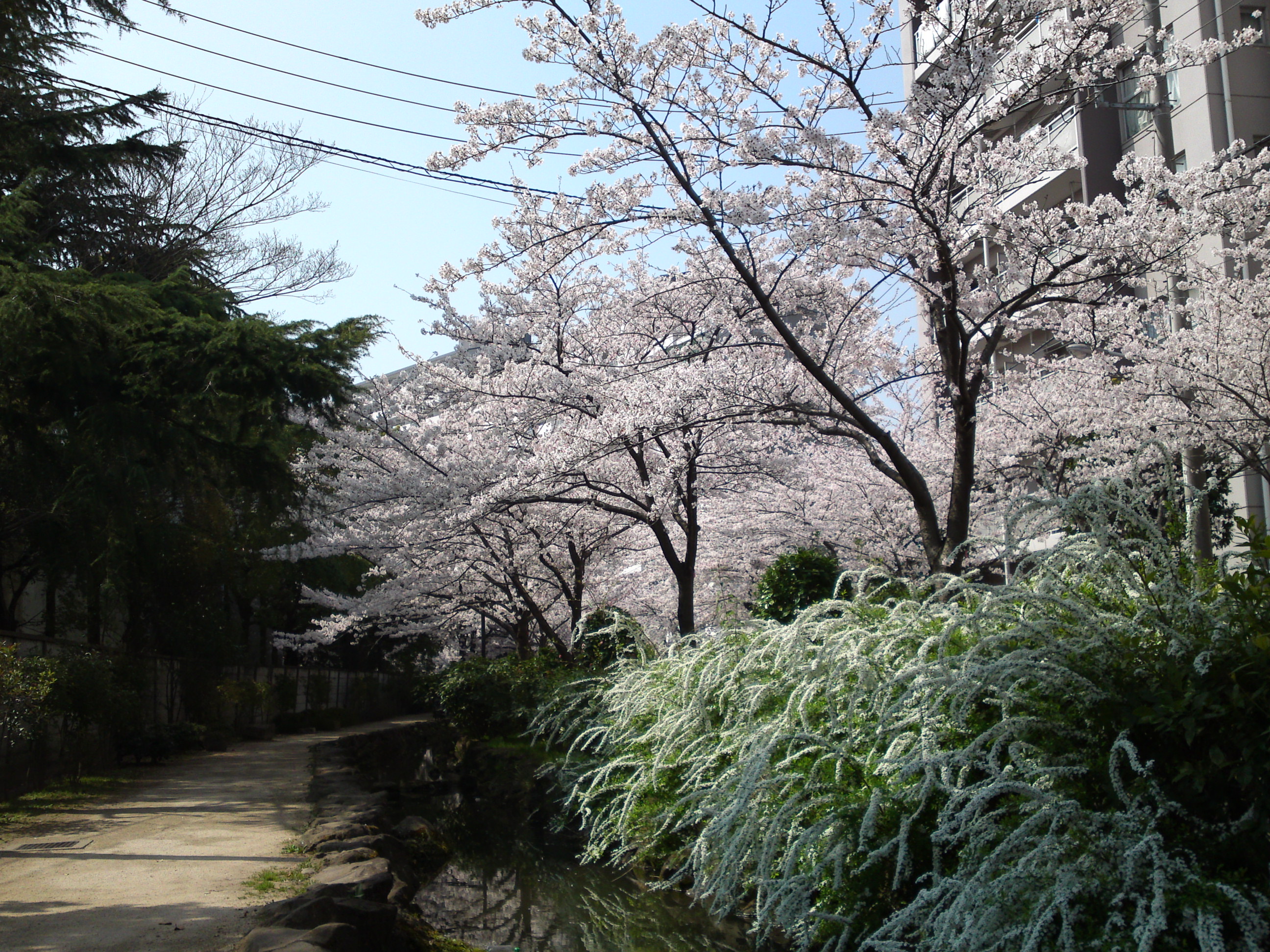 2018年篠田堀親水緑道を彩る桜の花々６