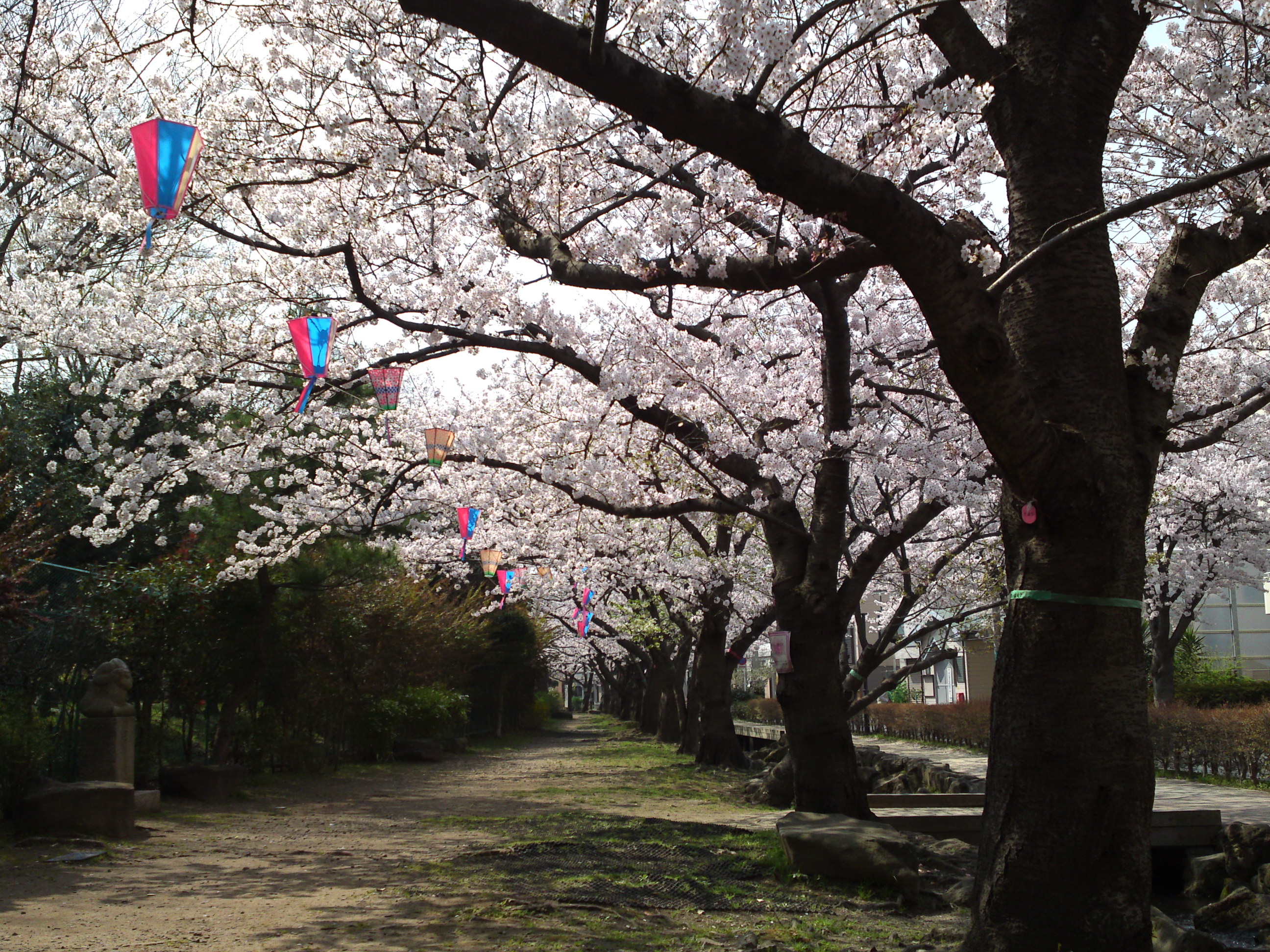 2018年篠田堀親水緑道を彩る桜の花々１１