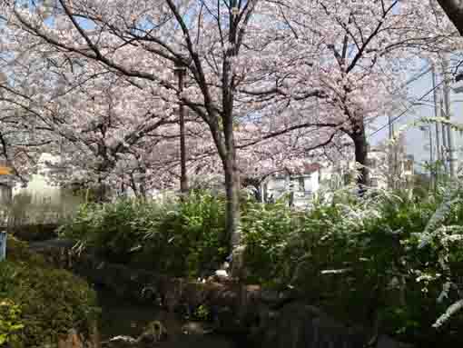 篠田堀親水緑道の桜並木