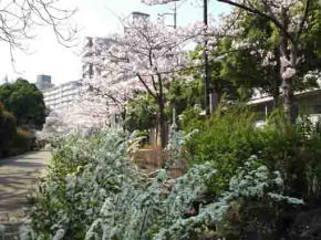 yukiyanagi blossoms in Shinodabori