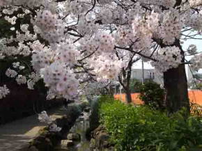 満開の桜と篠田堀親水緑道