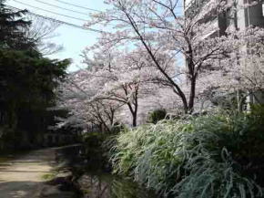 cherry blossoms and yukiyanagi blossoms 