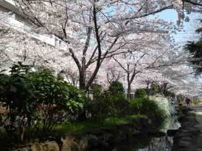 full blooming cherry blossoms