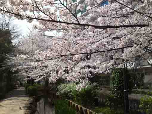 篠田堀親水緑道の桜並木