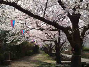 a path under cherry blossoms