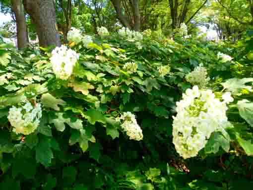 令和３年篠崎公園に咲く紫陽花の花⑦