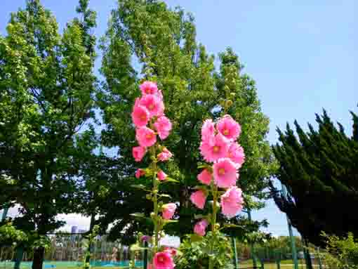 令和３年篠崎公園に咲くタチアオイの花②