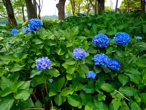 令和３年篠崎公園に咲く紫陽花の花⑥