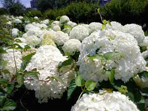 令和３年篠崎公園に咲く紫陽花の花①