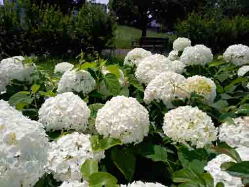 令和３年篠崎公園に咲く紫陽花の花②