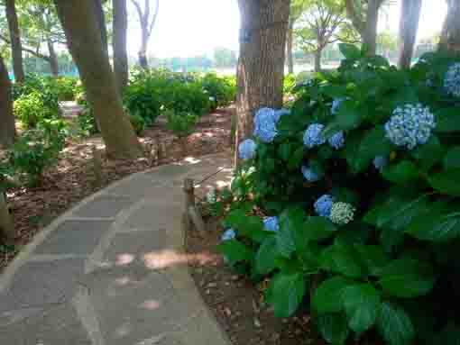 令和３年篠崎公園に咲く紫陽花の花⑤