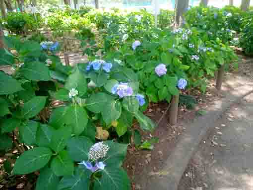 令和３年篠崎公園に咲く紫陽花の花④