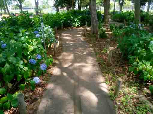 令和３年篠崎公園に咲く紫陽花の花③