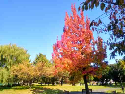 篠崎公園の紅葉