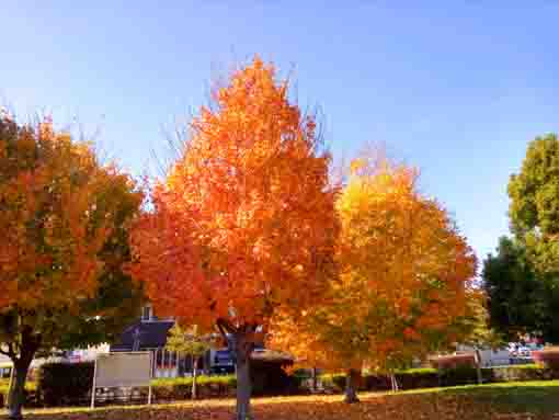 篠崎公園の紅葉２