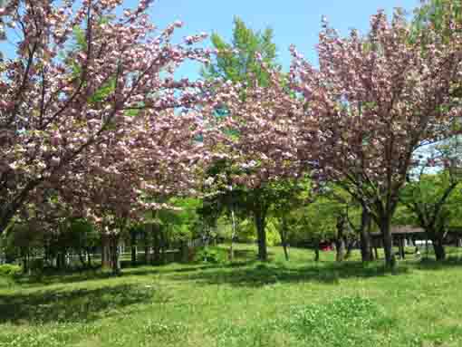 篠崎公園B地区中央に咲く八重桜