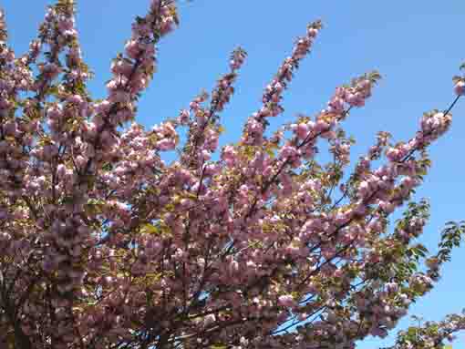 空に向かって咲く篠崎公園B地区の八重桜