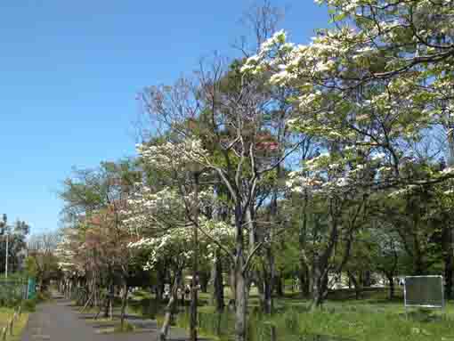 篠崎公園のハナミズキの並木道