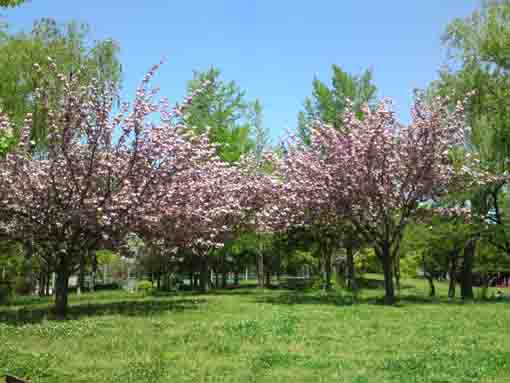 篠崎公園に咲く八重桜