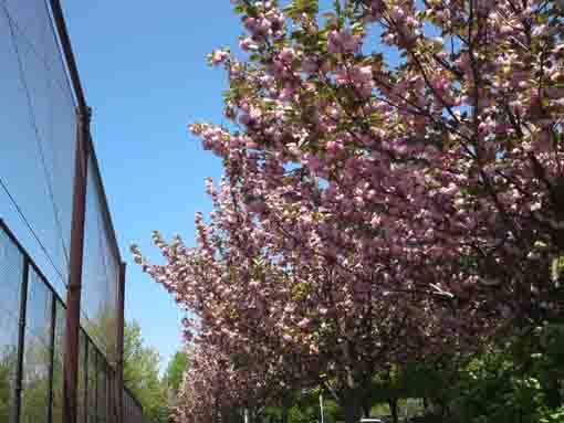 篠崎公園B地区グラント脇に咲く八重桜