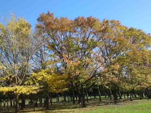 yellow gingko leaves in Shinozaki Park 1