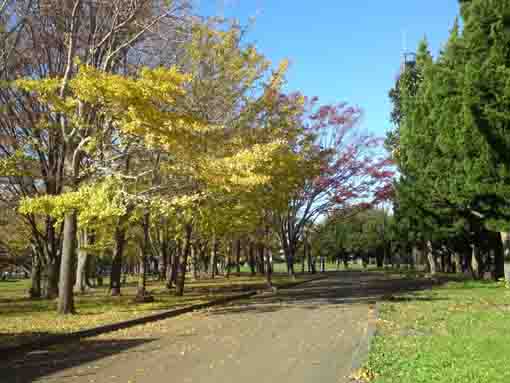 秋の篠崎公園の公孫樹並木