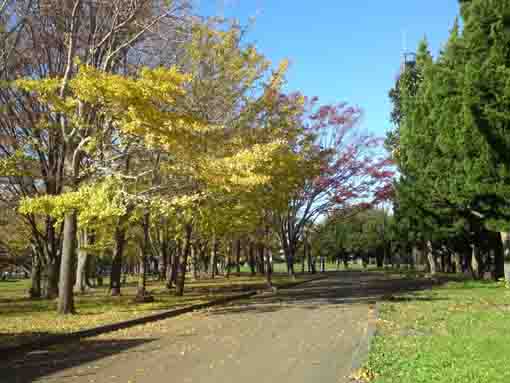 Shinozaki Koen in fall