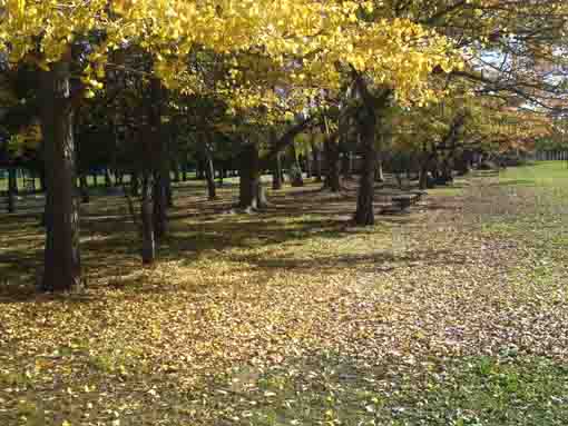 yellow gingko leaves in Shinozaki Park 3
