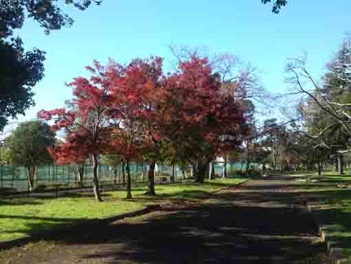 maple leaves in Shinozaki Park 1