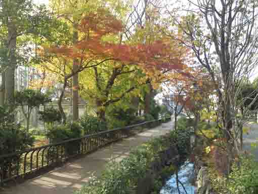 maple leaves and a spring in Shinozaki Park 2