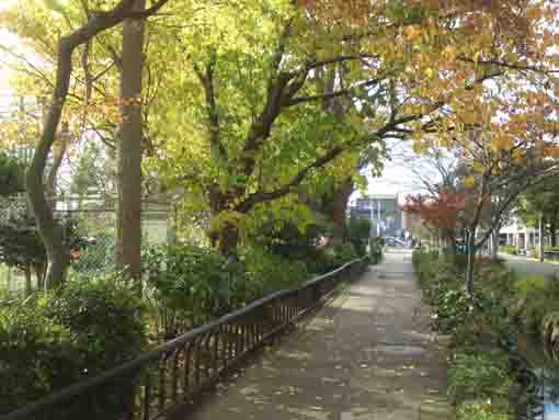 maple leaves and a spring in Shinozaki Park 1