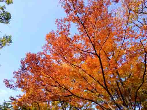令和３年秋篠崎公園B地区の色づいた木々７
