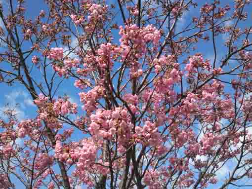 青空と緋寒桜の花