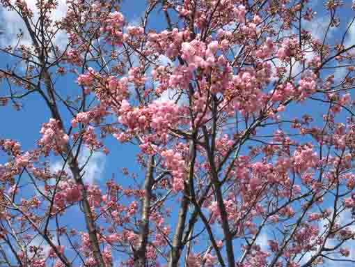 Hikan Sakura blossoms in Shinozaki Park 4