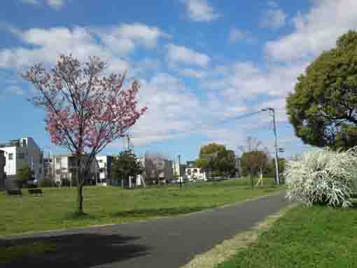 篠崎公園B地区の緋寒桜