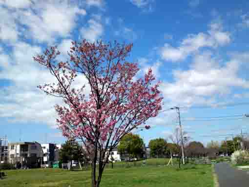 篠崎公園に植えられた緋寒桜