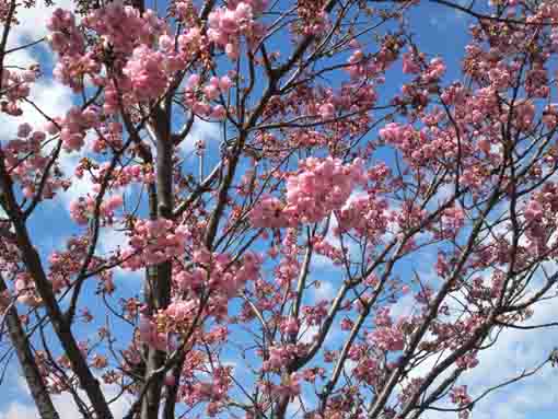 Hikan Sakura blossoms in Shinozaki Park 1