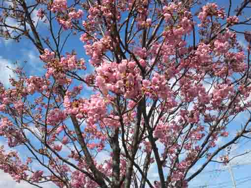 Hikan Sakura blossoms in Shinozaki Park 2