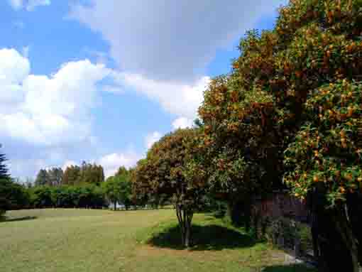 満開の花をつけた篠崎公園の金木犀の木々