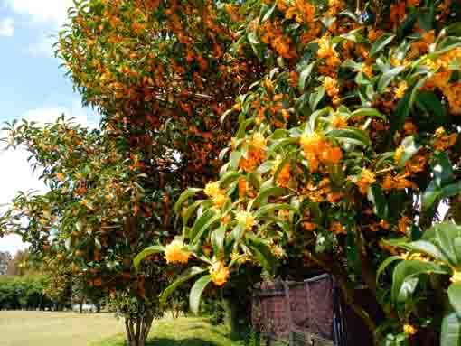 fragrant olive trees in Shinozaki Park 3