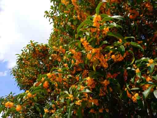 fragrant olive trees in Shinozaki Park 4