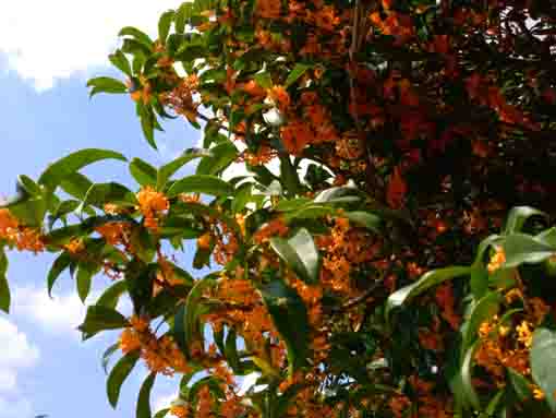 yellow blossoms of fragrant olive in Shinozaki