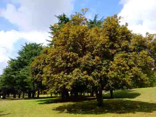 篠崎公園に立つ金木犀の木々
