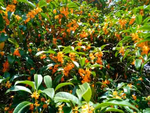 篠崎公園に咲く金木犀の花々４