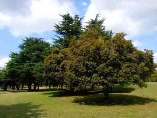 篠崎公園に植えられた金木犀の木々