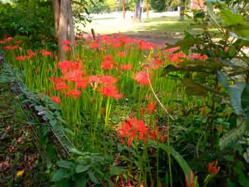 Red Spider Lilies in Shinozaki Park