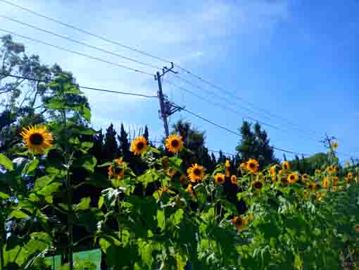 令和３年向日葵の咲く夏